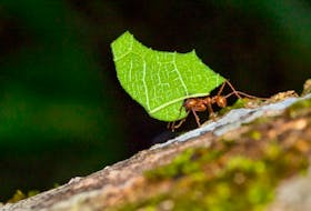 Like the leafcutter ant, we all have our burdens to bear… —