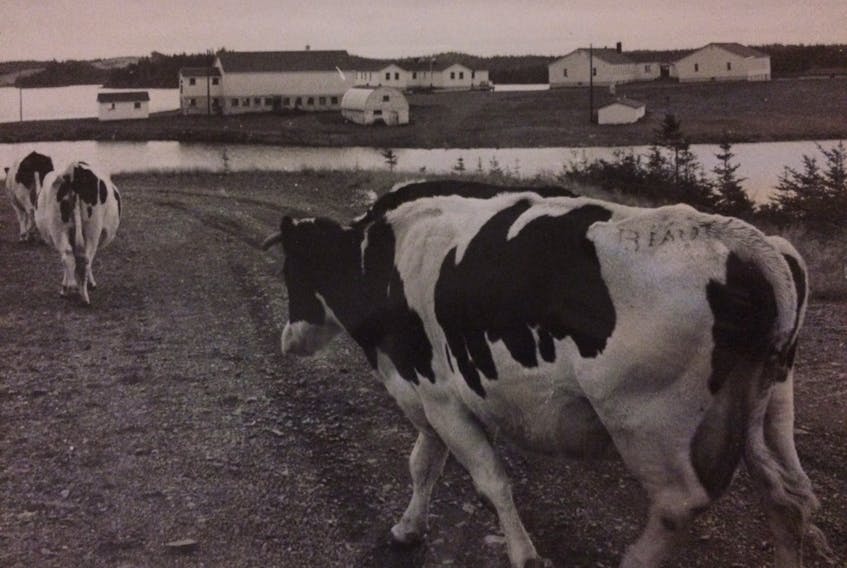 Cows amble along the ground of the Salmonier Correctional Institution farm. — Telegram archival photo