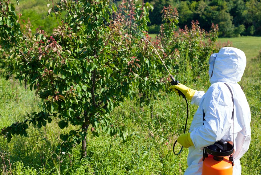 An employee wearing protective gear sprays a tree with pesticide. —