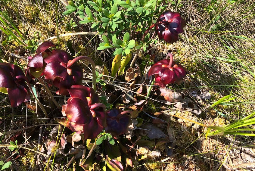 Pitcher plant, Conception Bay North, July 20 — Russell Wangersky/SaltWire Network