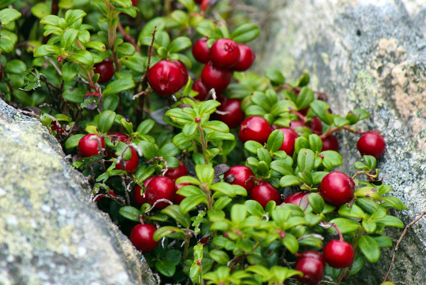 It’s a good year for partridgeberries. —
