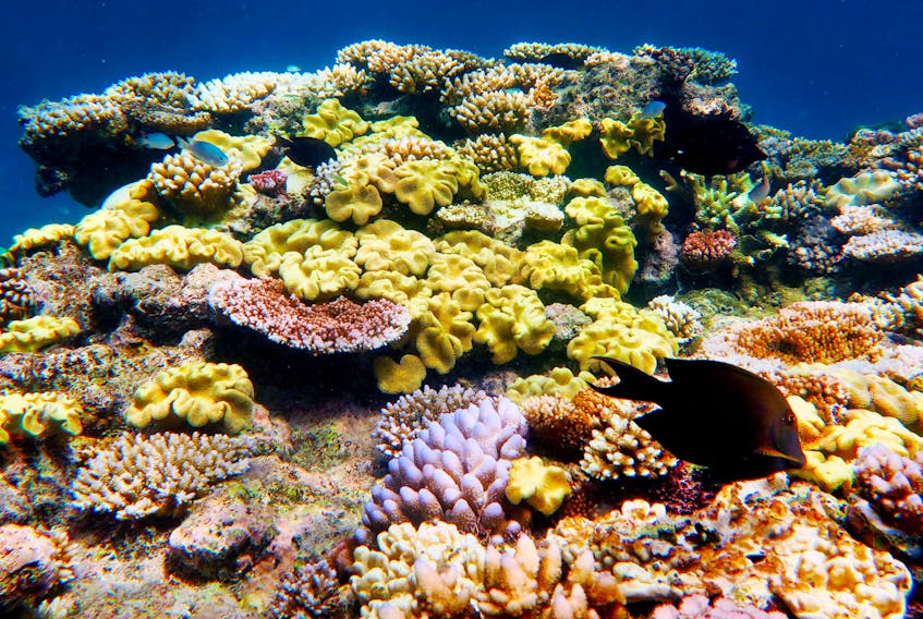 Great Barrier Reef in Queensland, Australia. — Stock photo