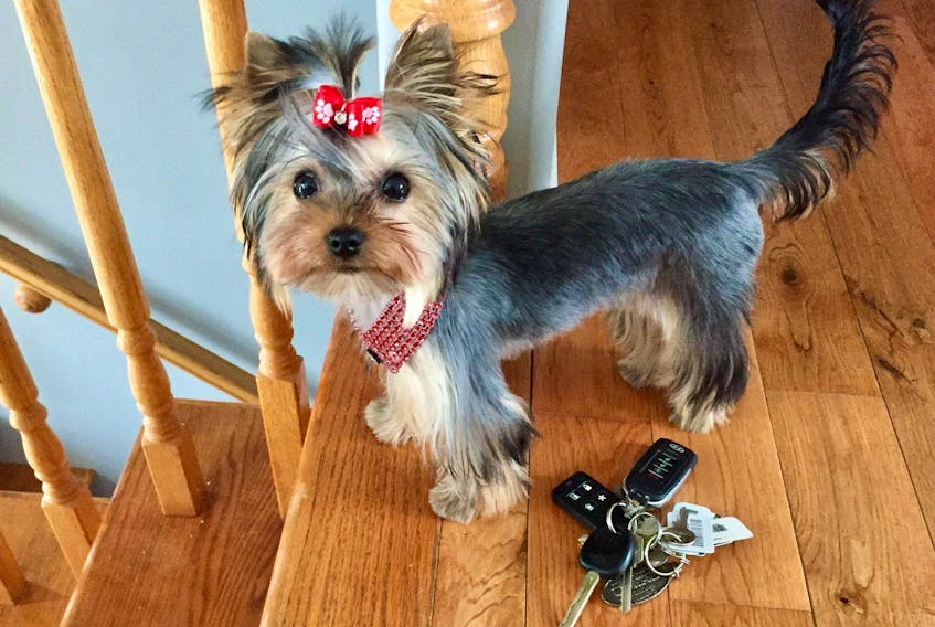 Lotus, a 17-month-old Teacup Yorkie, has been missing from her Paradise home since Saturday and her owner is so desperate to find her, she’s offering a $1,000 reward for Lotus’s safe return.