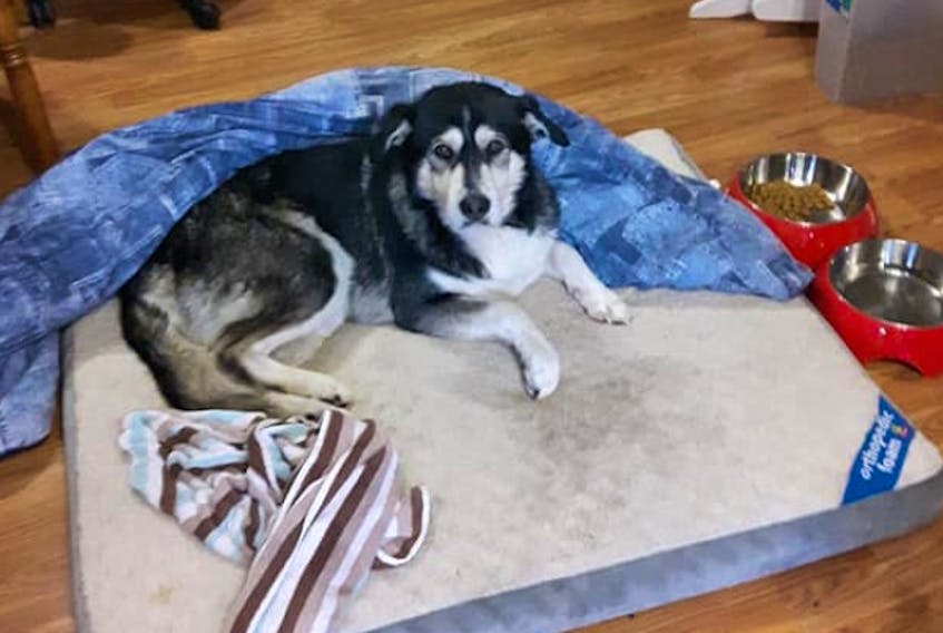Wolf rested comfortably at Melissa French’s house in Pouch Cove after she and her fiancé, Shane Richards, rescued the dog after it fell through the ice on a nearby pond. — Submitted photo