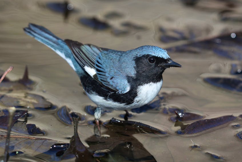 A black-throated blue warbler posing for a stunning view is just one of many delightful moments a birder can expect on a day’s birding at Point Pelee. —