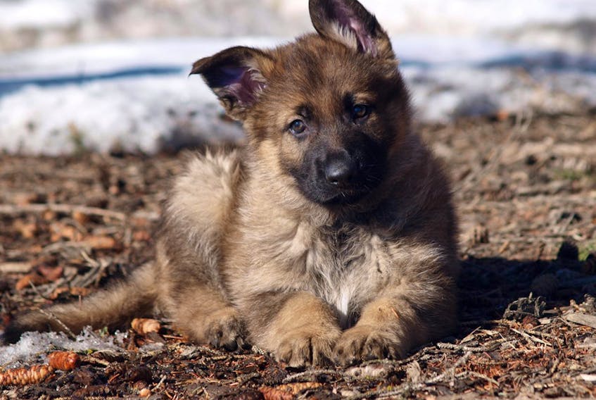 Lola, one of the new puppies at the RCMP Police Dog Training Centre in Innisfail, Alta., was named by Alex Bernard of Kensington, P.E.I.