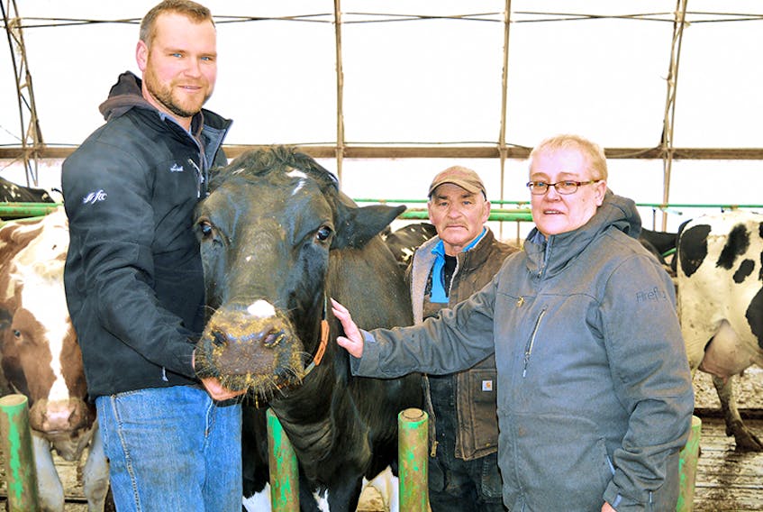 MacTalla Farms in Bonshaw has been named Master Breeder by Holstein Canada, the most prestigious honour in the dairy industry. Allan (wearing the ball cap) and his wife, Coleen MacQuarrie, operate the farm with their son, Jeff.  ©THE GUARDIAN
