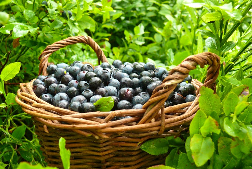 Wild Blueberries-123RF