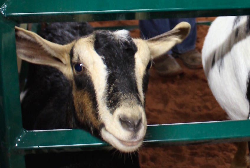 A Nubian goat looks out from her temporary pen at the farm animal care workshop on Nov. 22. The Federation of Agriculture and the province organized the workshop.