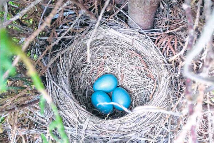 A bird’s nest reveals some Robin eggs. Robins and sparrows pick up coarse blades to construct the main walls of their nest, then revisit for finer-textured blades to pad the soft lining of the interior.