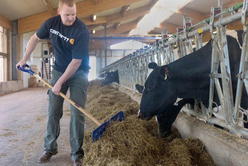 Alex MacDonald of Highlander Farm in Crapaud pushes some feed closer to the sixth-generation family farm’s dairy cows on Wednesday. MacDonald is one of many farmers who feel Canada’s supply management system is one of the industry’s strengths.