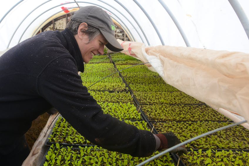 Soleil Hutchinson looks over some sprouts and microgreens at her mixed farm in South Melville. Hutchinson said she hopes to see land access issues, soil quality and start-up costs for new farmers addressed in the election campaign.