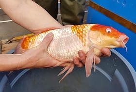 This two-pound koi was recently captured in the Morell River, prompting the P.E.I. Fish and Wildlife Department to warn backyard pond owners to keep track of their ornamental fish. ©THE GUARDIAN/Submitted by P.E.I. Fish and Wildlife