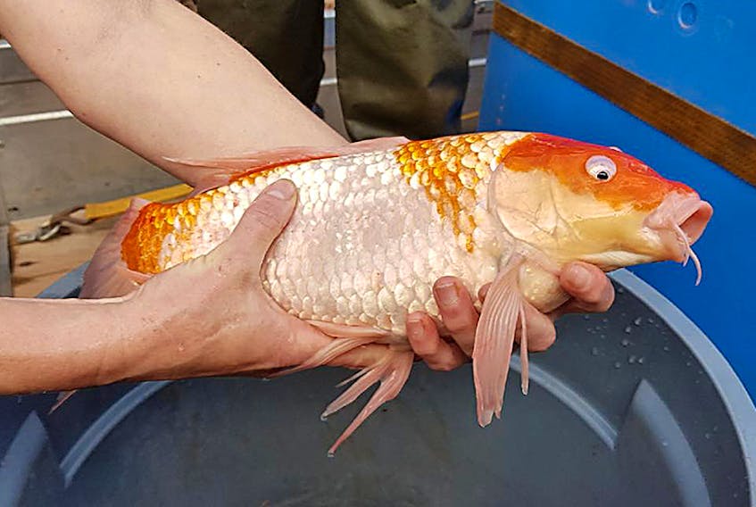 This two-pound koi was recently captured in the Morell River, prompting the P.E.I. Fish and Wildlife Department to warn backyard pond owners to keep track of their ornamental fish. ©THE GUARDIAN/Submitted by P.E.I. Fish and Wildlife