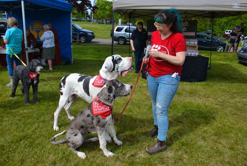 Milltown Cross resident Tara Stewart gives treats to her Great Danes, from left, five-year-old Jet and seven-month-old Addie during a fundraising event at Victoria Park in Charlottetown on Saturday.