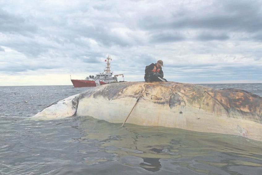 Dr. Pierre-Yves Daoust collects samples from a dead right whale in the Gulf of St. Lawrence in a recent handout photo. Daoust is professor of anatomic pathology and wildlife pathology at the Atlantic Veterinary College and co-ordinator of the Canadian Cooperative Wildlife Health Centre for the Atlantic region.