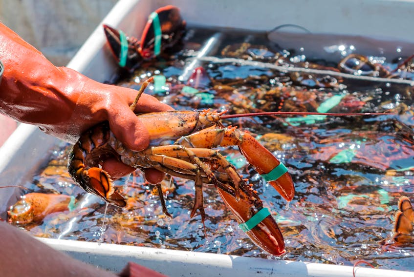 A lobster fisherman sorting his live lobsters at the end of the day to be sold at the docks. -123RF