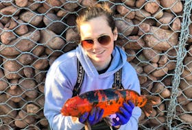 Volunteer Katie Rayner, in this photo shared by P.E.I. Fish and Wildlife on its Facebook page, displays a large koi fish that members of the Tignish and Area Watershed Management Group captured in Harper Road Brook near Tignish recently. Fish and Wildlife is cautioning owners of such exotic fish from releasing them into Island waterways as they can negatively impact native species. (From P.E.I. Fish and Wildlife Facebook page)