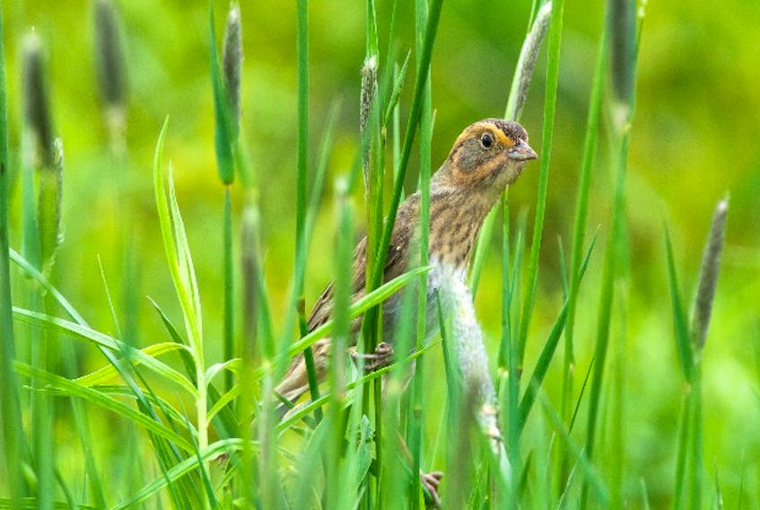 On the east coast of Canada, Nelson’s sparrows were found breeding almost exclusively in the salt marshes of Nova Scotia, New Brunswick and P.E.I.  (Amanda Guerico photo)