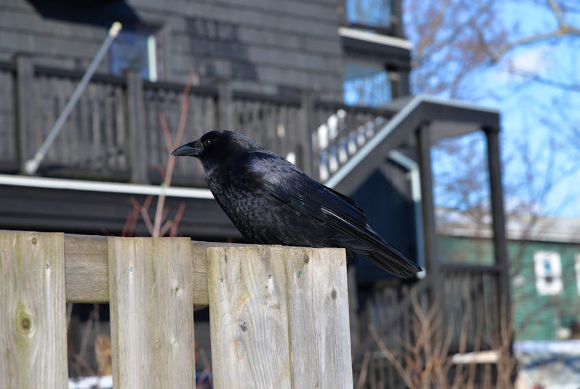 The City of Charlottetown has compiled a report that centres on how to deal with the overabundance of crows in the downtown.