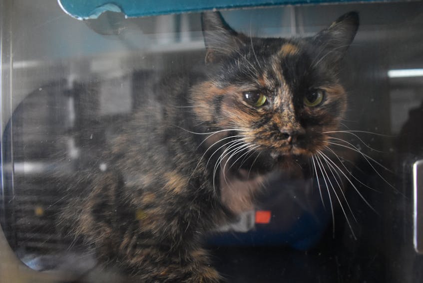 Charcoal, a 13-year-old cat, peers through the glass of her cage at the P.E.I. Humane Society. During P.E.I.’s major power outage Thursday, ‘Kitty Corner’ got cold.