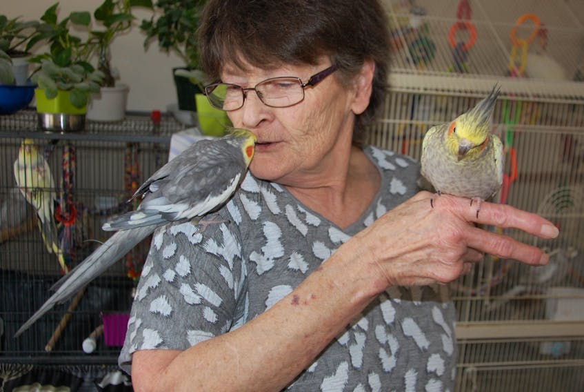 Jackie Jenkins, posing with a couple of her cockatiels, provided temporary sanctuary to a displaced budgie that has yet to be reunited with its owner.