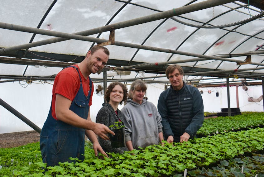Employees at VanKampen’s Greenhouses in Charlottetown size up some geraniums on Friday with new owner Mike Cassidy, right. The employees are, from left, Peter Meijer, Julie Miller and Edna Hessels. The Cassidy Group purchased the business from the VanKampen brothers last month.