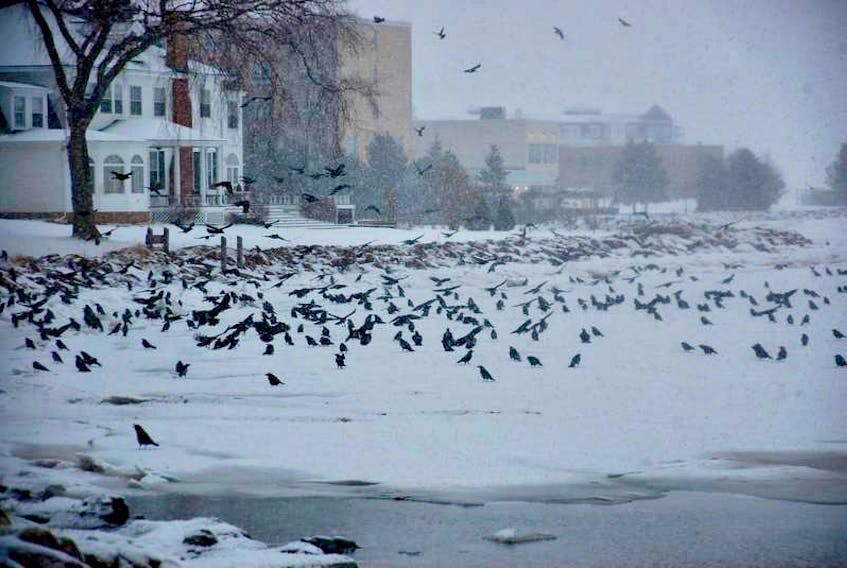Hundreds of black crows descend on the ice along the Charlottetown boardwalk in this file photo. - Jim Day
