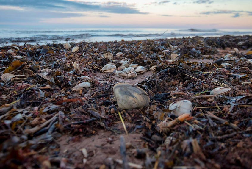 Thousands of shellfish are shown washed up on shore at Robinson’s Island in the P.E.I. National Park after last week’s storm, among other damage to trees and the coastline. A lobster expert said these storms typically happen during the fall and that it won’t affect the overall lobster population. -Brian McInnis/Special to The Guardian