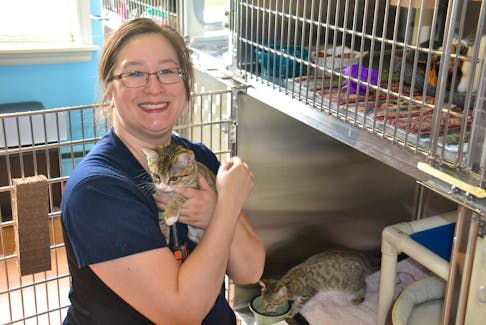 Melissa Stone, an employee at the P.E.I. Humane Society, holds one of the 52 kittens in foster care at the shelter. The society will have lots of kittens for adoption over the course of the summer.