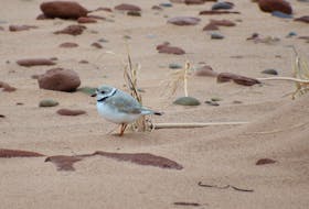 The downy piping plover was hunted in the late 19th century for its feathers, which were used in decorations for hats. - Photo courtesy of Island Nature Trust.