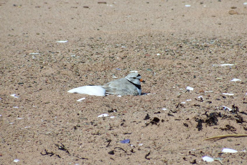 Piping plovers nest in Canada but fly as far south as the Bahamas in the winter time. The long migration means that the birds’ mating and growing season is tight. Eggs are laid in May and June, and the young birds take flight in August. - Photo courtesy of Island Nature Trust.