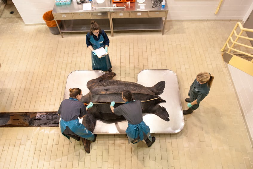 Dr. Laura Bourque, left, and Dr. Megan Jones, wildlife pathologists with the Canadian Wildlife Health Cooperatives's Atlantic node located at AVC take measurements of a dead leatherback turtle assisted by wildlife technician Darlene Weeks, far right. Recording the data is third-year vet student Natalie Tocco.