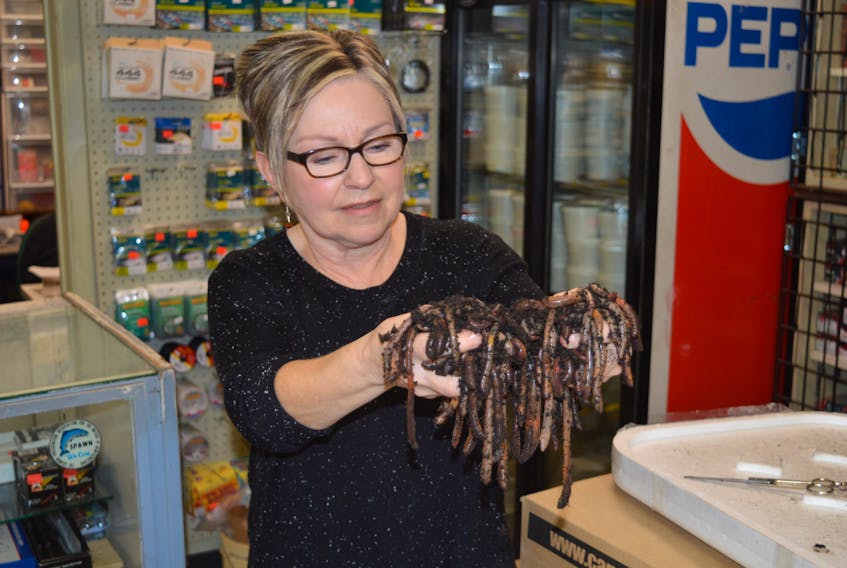 Helen Boshuis, co-owner of the Going Fishing store in Charlottetown, says part of getting geared up for the start of the fishing season on Sunday is making sure there are enough worms. The store recently got in a shipment of 24,000 worms.