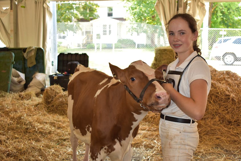 4-H member Hailey Quilty gets ready for her third and final showing of the day in the dairy category with her calf Redakitown Emma during 4-H Day on Aug. 15, 2018 at Old Home Week in Charlottetown.