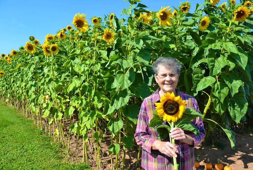 Jean Pater appears to be dwarfed by the nine-foot sunflowers growing above and behind her. These tall, bright flowers are actually part of a maze that people can explore when they visit Pater’s Pumpkins on the Union Road this fall. The farm operation is owned by Neil and Suzanne Pater.
