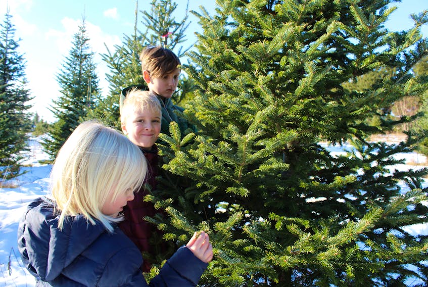 Neve Honsberger, 5, from left, Max Honsberger, 7, and John Alec Nicholson, 10, pick out a tree while exploring the Silver Bell Christmas Tree Farm in Miltonvale Park on the weekend. Island tree growers are reporting steady sales this year, with some saying numbers appear to be up from last year.