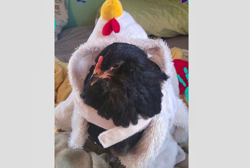 Peepers, dressed in her chicken costume in this file photo, is missing. The one-year-old pet hen disappeared Tuesday.