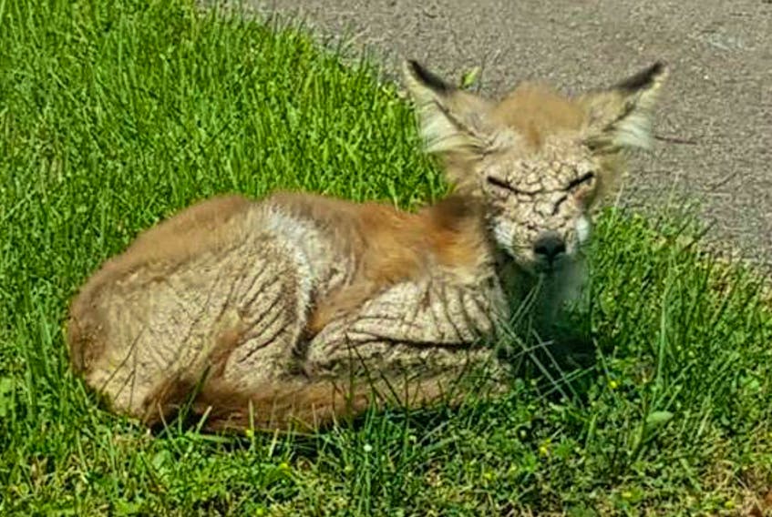 This fox with mange was spotted on Bolger Drive in Charlottetown on Tuesday.  -Christine Snowden/Special to The Guardian