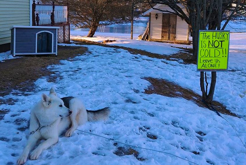 Riley, a three-year-old husky, has a new doghouse after neighbours complained the pet was left outside in the cold for hours at a time. Riley’s owners say the breed is adapted to the cold, and he will never use the shelter they’re calling a $200 lawn ornament.