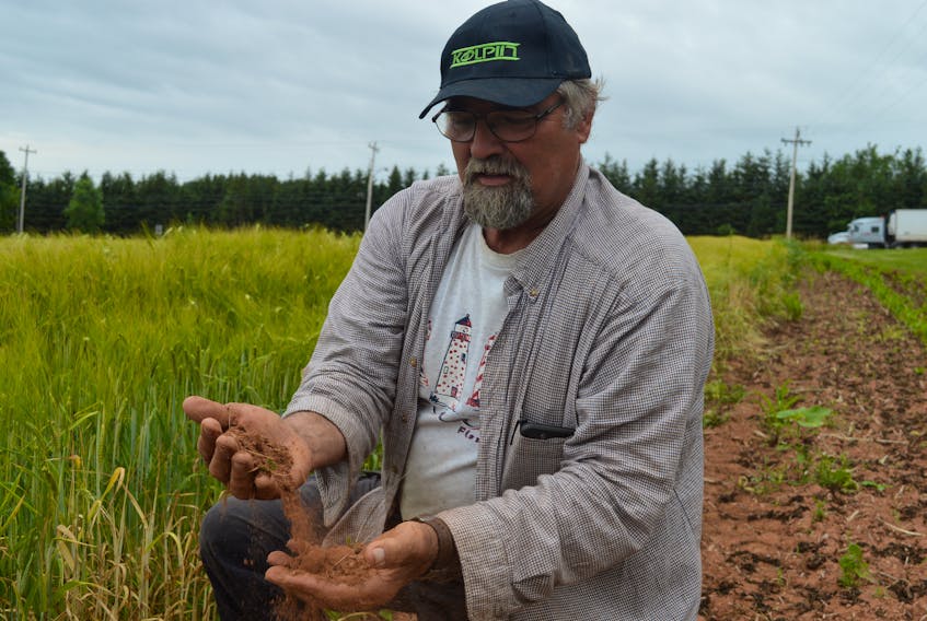 David Mol, who has 1,200 acres of wheat, barley, rye, flax, buckwheat and peas in Winsloe, said the ground is so dry that it just crumbles in his hands when he picks it up when “it should ball up’’. Island farmers aren’t pushing the panic button yet, but they say they are in desperate need of significant rain soon.