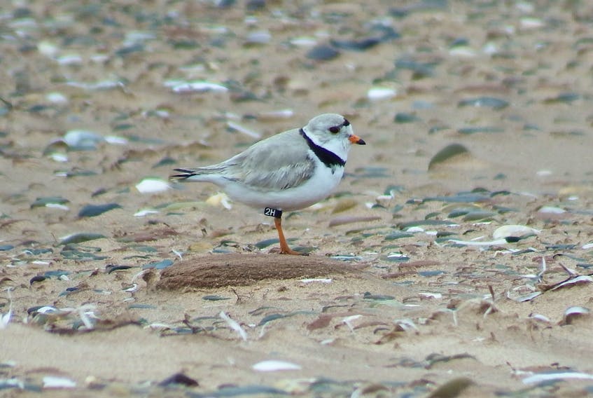This piping plover has been banded to help researchers track its migration patterns.