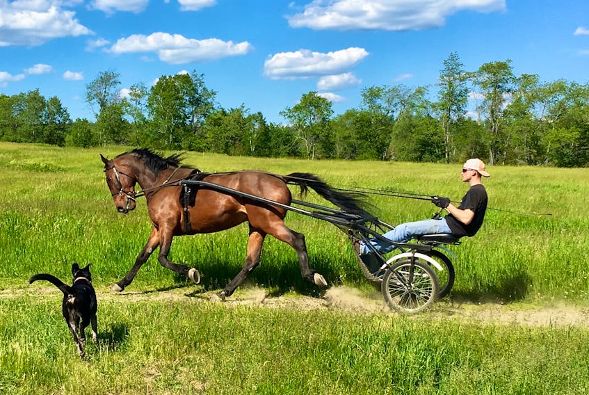 Brian Blanchard, AVC Class of 2019, takes his family’s pet racehorse, Ol’ George, for a spin around the jog track at his family’s farm in Thorndike, Maine, during a recent visit home. Joining the fun is Ruby, the dog.