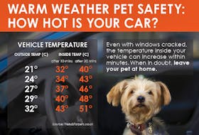 Cars can quickly turn into real cookers for a pet. - Graphic courtesy of Trupanion