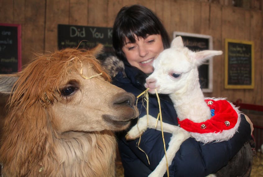 Six-year-old alpaca Dorie keeps a close eye on her new baby Lolly while she is held by Island Hill Farm owner Flory Sanderson. Staff at Island Hill Farm were surprised by Lolly’s birth in mid-December because the young alpaca was not expected to be born until May.