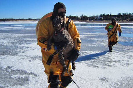 VIDEO: North Shore firefighters save dog who fell through thin ice