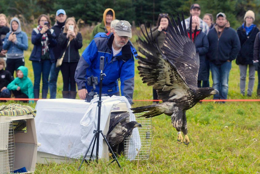 Murdo Messer, chairman and co-founder of Cobequid Wildlife Rehabilitation Centre in Brookfield, N.S., releases two juvenile bald eagles during a ceremony held at Macphail Woods Ecological Forestry Project in Orwell Saturday. The ceremony was held in memory of Messer’s wife Dr. Helene Van Doninck, who died in August at the age of 52 after a battle with ovarian cancer.