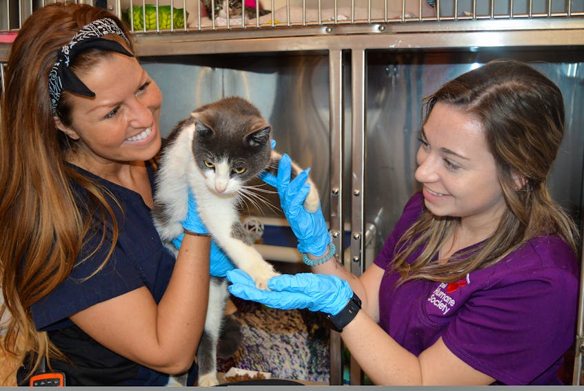 Dedicated volunteers and staff keep . Humane Society chugging along  around the clock | SaltWire