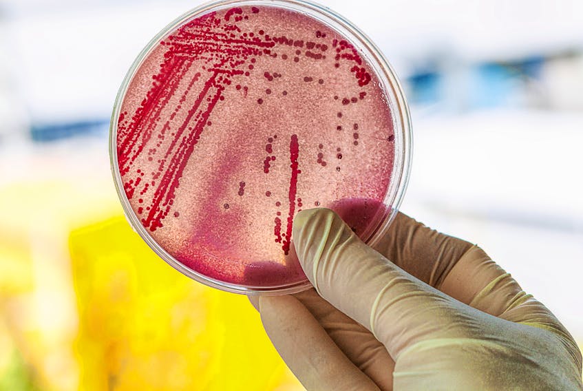 Bacteria can carry multiple antibiotic-resistance genes that can make infection very hard to treat.
