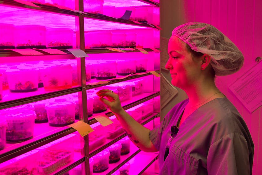 Emily Mutch looks over plants in the tissue culture laboratory at Charlottetown’s FIGR East cannabis production facility in the BioCommons Research Park. Mutch is a key player in the plant’s major expansion project that is currently underway.